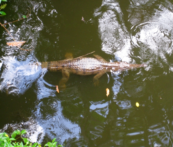 Atherton Tablelands bei Cairns Australien
