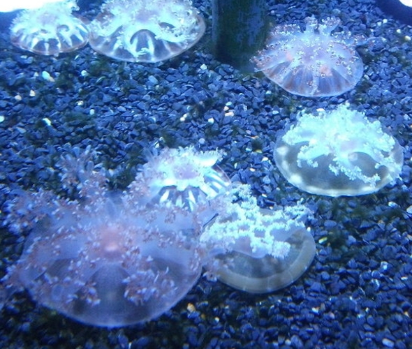 Faszinierende Unterwasserwelt Sealife Hannover