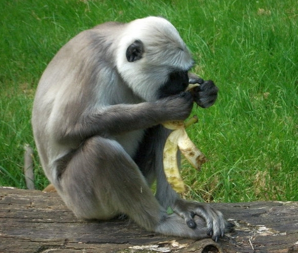 Affenwelt im Serengeti-Park in Hodenhagen