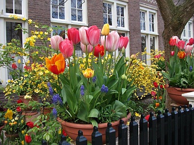 Tulpen in Amsterdam